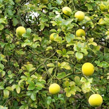 Citronnier épineux - Poncirus trifoliata