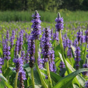 Pontederia cordata - Pontédérie à feuille en coeur