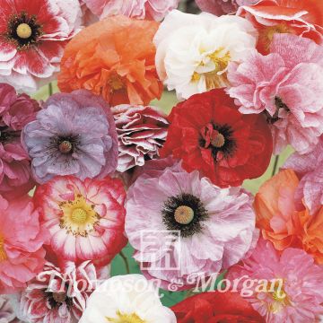 Papaver rhoeas Angels Choir Mixed