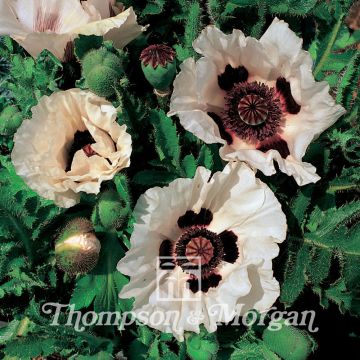 Papaver orientale Checkers - Oriental Poppy