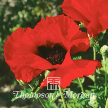 Oriental Poppy Brilliant Seeds - Papaver orientale