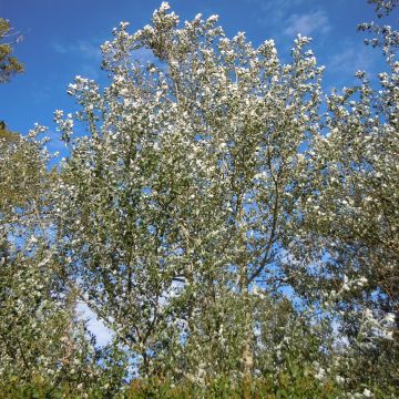 Populus alba Nivea