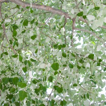 Populus alba - White Poplar