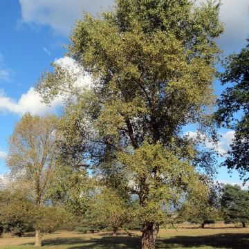 Populus canadensis Robusta - Canadian Poplar