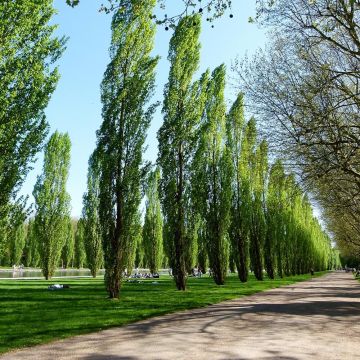 Populus nigra Italica