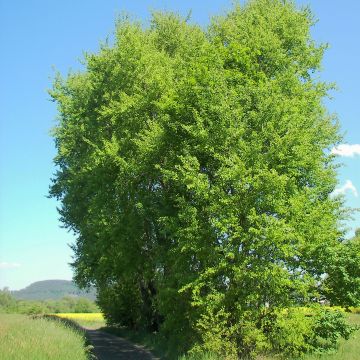 Populus tremula - Aspen