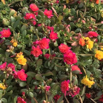 Portulaca grandiflora Duna Tris