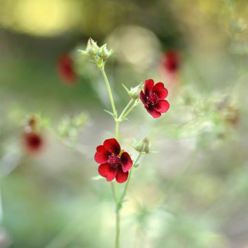 Potentilla atrosanguinea