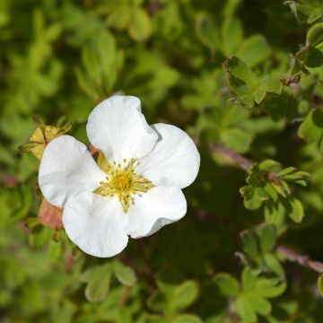 Potentilla fruticosa Bella Bianca - Shrubby Cinquefoil