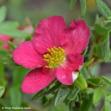 Potentilla fruticosa Bellissima ® 'Hachliss'