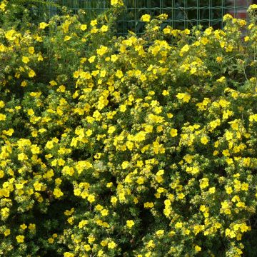 Potentilla fruticosa Goldfinger - Shrubby Cinquefoil