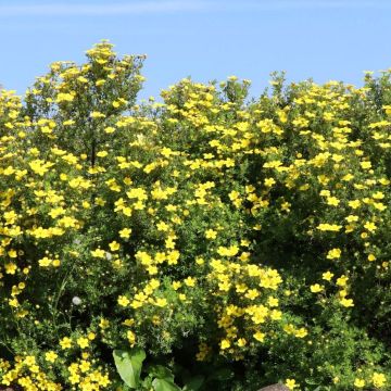 Potentilla fruticosa Goldteppich - Shrubby Cinquefoil