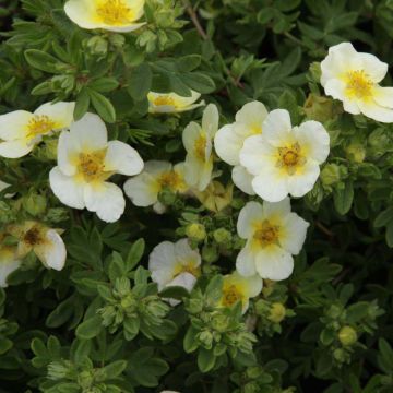 Potentilla fruticosa Limelight - Shrubby Cinquefoil