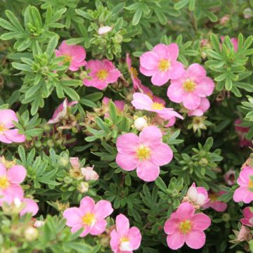 Potentilla fruticosa Lovely Pink - Shrubby Cinquefoil