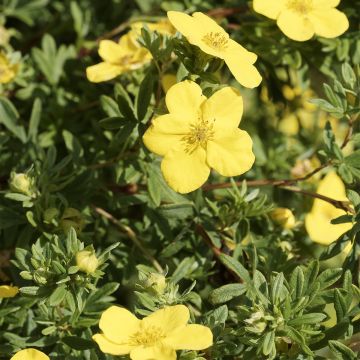 Potentilla fruticosa Medicine Wheel Mountain - Shrubby Cinquefoil