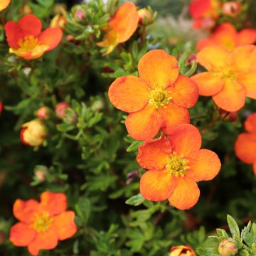 Potentilla fruticosa Orangissima - Shrubby Cinquefoil