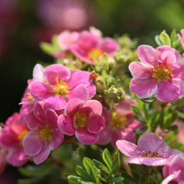 Potentilla fruticosa Pink Paradise - Shrubby Cinquefoil