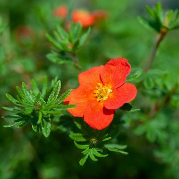 Potentilla fruticosa Red Joker - Shrubby Cinquefoil