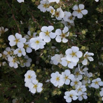 Potentilla fruticosa White Lady - Shrubby Cinquefoil