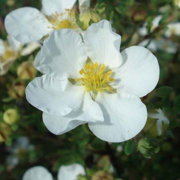 Potentilla fruticosa Abbotswood - Shrubby Cinquefoil