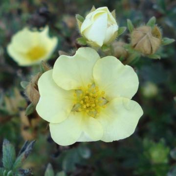 Potentille Fruticosa Primrose Beauty