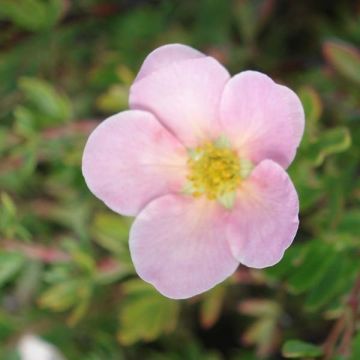 Potentilla fruticosa Princess Pink Queen - Shrubby Cinquefoil