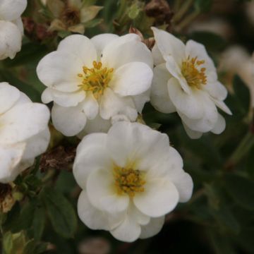 Potentilla fruticosa Crème Brûlée - Shrubby Cinquefoil