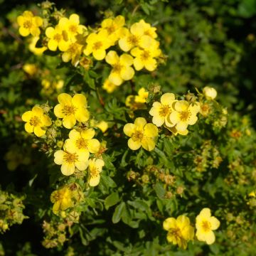 Potentilla fruticosa Sommerflor - Shrubby Cinquefoil