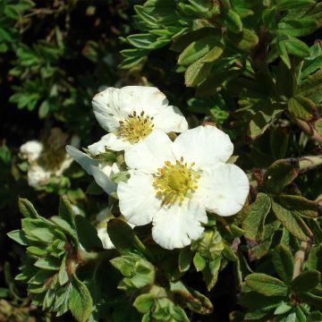 Potentille arbustive - Potentilla fruticosa Tilford Cream