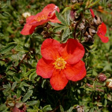 Potentilla fruticosa Red Lady - Shrubby Cinquefoil