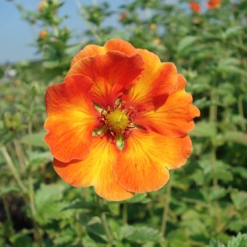 Potentilla William Rollison - Cinquefoil