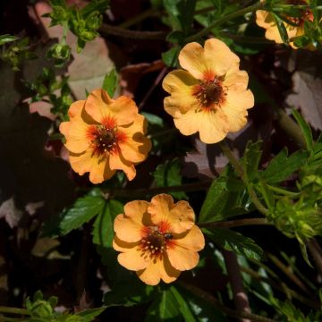 Potentilla x tonguei - Cinquefoil