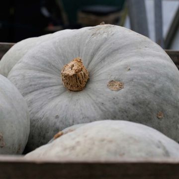 Squash Beretta Piacentina - Ferme de Sainte Marthe Seeds