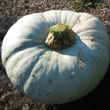 Pumpkin Bleu de Hongrie - Cucurbita maxima