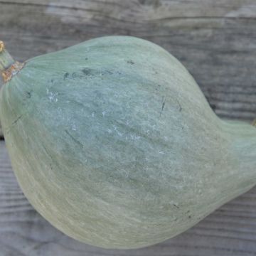 Squash Blue Ballet - Ferme de Sainte Marthe Seeds