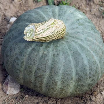 Squash Blue Kuri - Ferme de Sainte Marthe Seeds