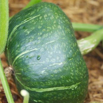 Squash Buttercup - Ferme de Sainte Marthe Seeds