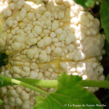 Squash Galeuse dEysines - Ferme de Sainte Marthe Seeds