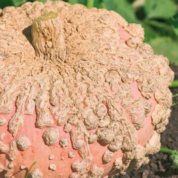 Pumpkin Galeux d'Eysines - Cucurbita maxima