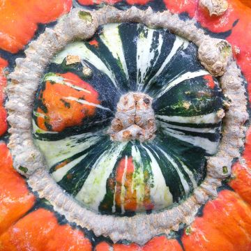 Turban Squash Giraumon - Cucurbita maxima