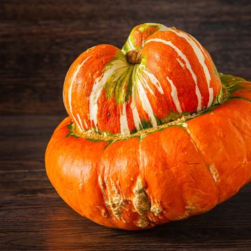 Turban Squash Giraumon - Cucurbita maxima