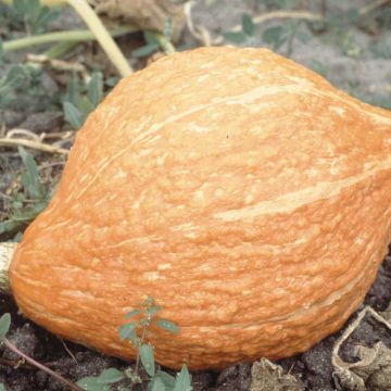 Squash Golden Hubbard - Ferme de Sainte Marthe Seeds