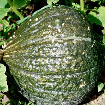 Squash Green Hubbard - Ferme de Sainte Marthe Seeds