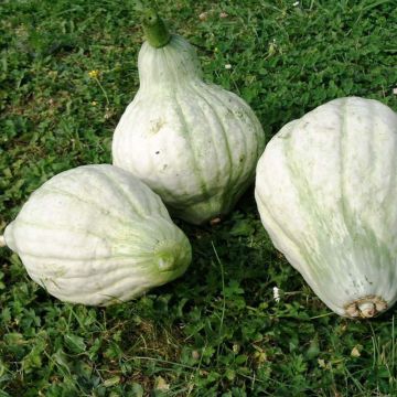 Squash Large Blue Hubbard - Cucurbita maxima