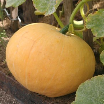 Pumpkin Jaune Gros de Paris (untreated) - Ferme de Sainte Marthe seeds - Cucurbita maxima