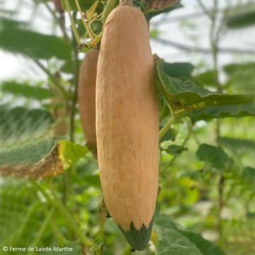 Squash North Georgia - Cucurbita maxima