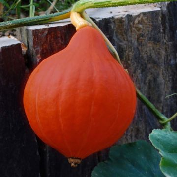 Potiron Red Kuri Bio - Ferme de Sainte Marthe - Cucurbita maxima - Graines de Potiron 