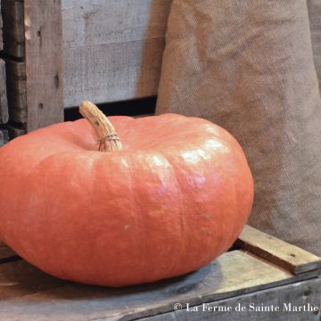 Potiron Rouge Vif d'Etampes Bio - Ferme de Sainte Marthe