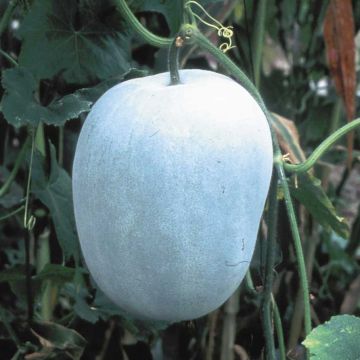 Organic Pimpkin Twonga - Ferme de Sainte Marthe seeds - Cucurbita cerifera