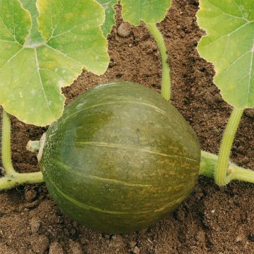 Organic Pumpkin Vert Olive - Ferme de Sainte Marthe seeds - Cucurbita maxima